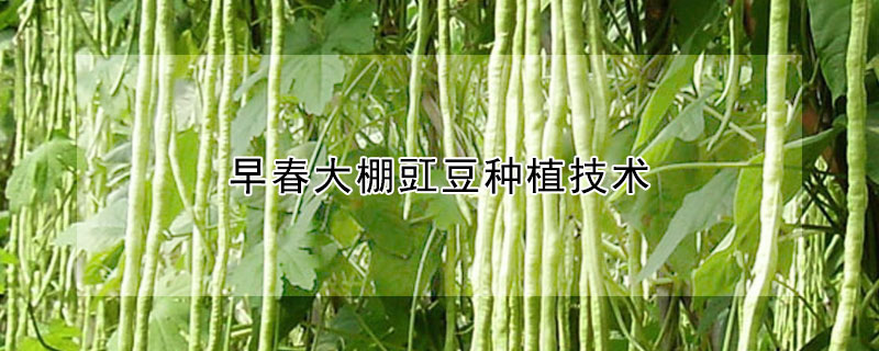 早春大棚豇豆種植技術