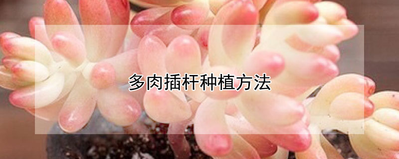 多肉插桿種植方法