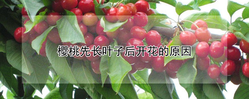 櫻桃先長(zhǎng)葉子后開(kāi)花的原因