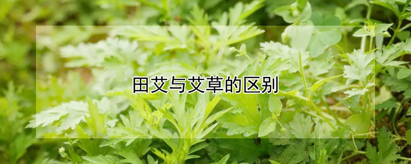 田艾與艾草的區別