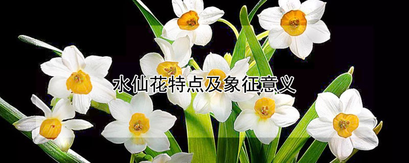 水仙花特點(diǎn)及象征意義