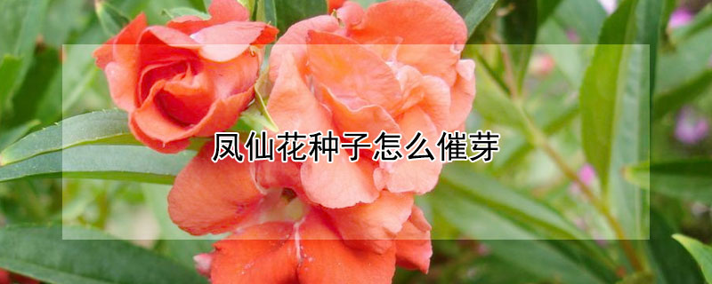 鳳仙花種子怎么催芽