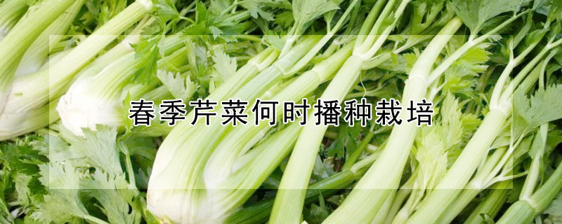 春季芹菜何時播種栽培