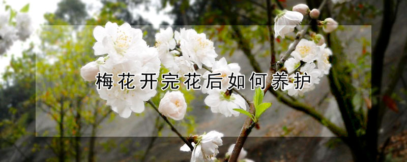 梅花開完花后如何養(yǎng)護(hù)