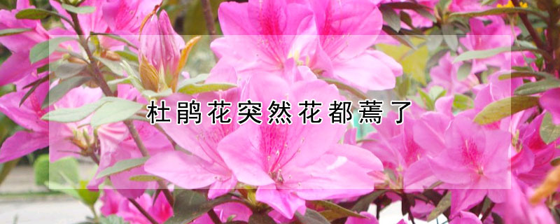 杜鵑花突然花都蔫了