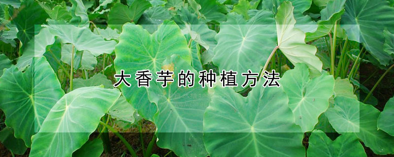 大香芋的種植方法