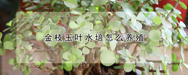 金枝玉葉水培怎么養(yǎng)殖