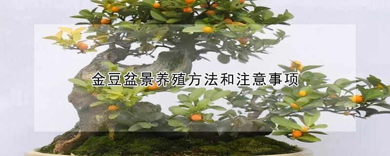 金豆盆景養殖方法和注意事項