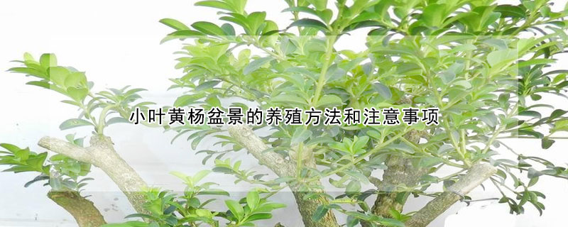 小葉黃楊盆景的養(yǎng)殖方法和注意事項