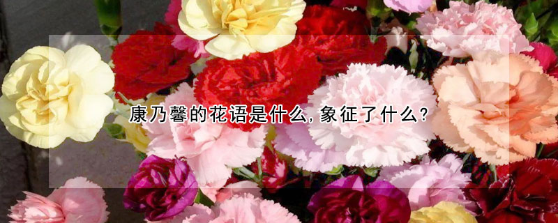 康乃馨的花語(yǔ)是什么,象征了什么?