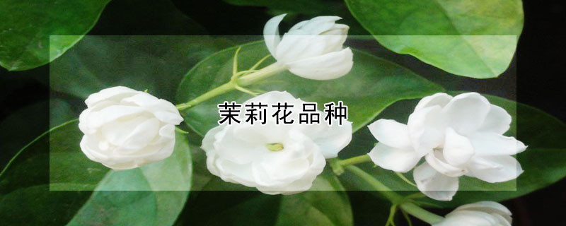 茉莉花品種