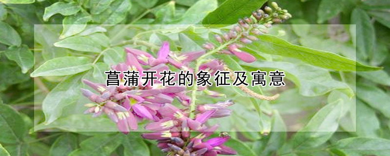 菖蒲開(kāi)花的象征及寓意