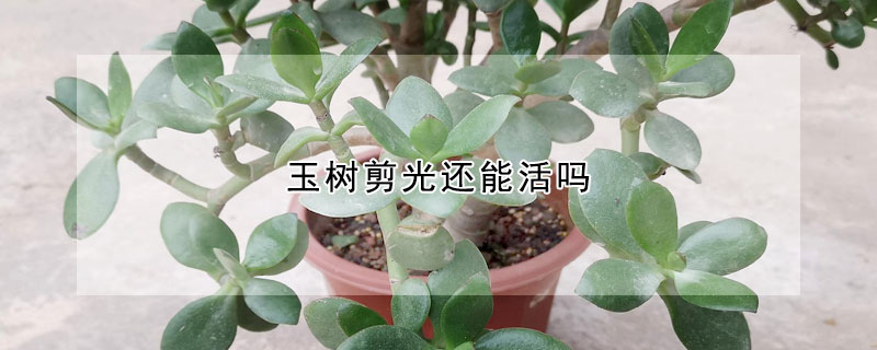 玉樹(shù)剪光還能活嗎