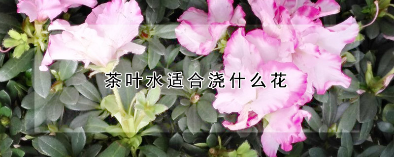 茶葉水適合澆什么花