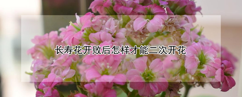 長壽花開敗后怎樣才能二次開花