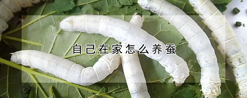 自己在家怎么養(yǎng)蠶