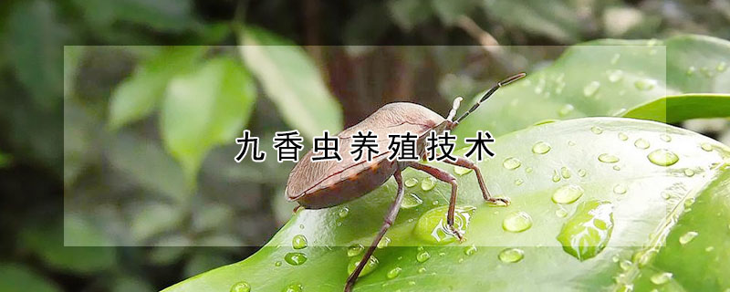 九香蟲養殖技術