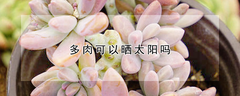 多肉可以曬太陽嗎