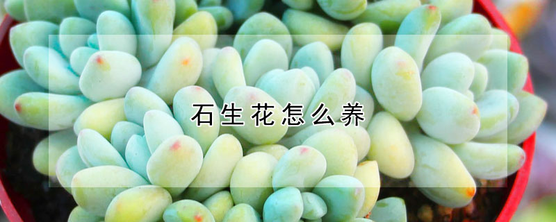 石生花怎么養(yǎng)