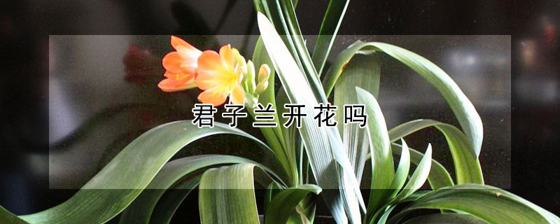 君子蘭開花嗎