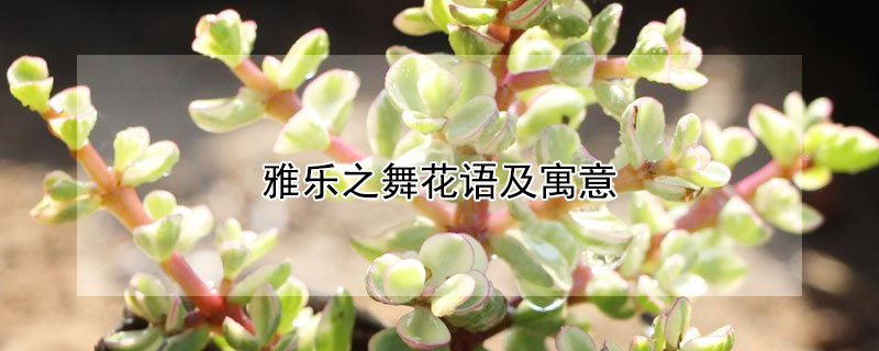 雅樂(lè)之舞花語(yǔ)及寓意