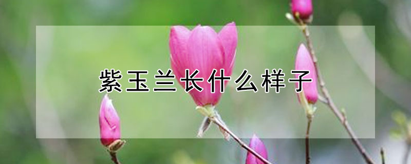 紫玉蘭長什么樣子