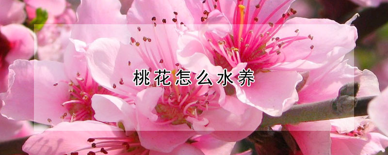 桃花怎么水養