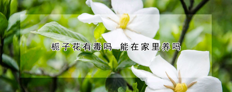 梔子花有毒嗎 能在家里養嗎