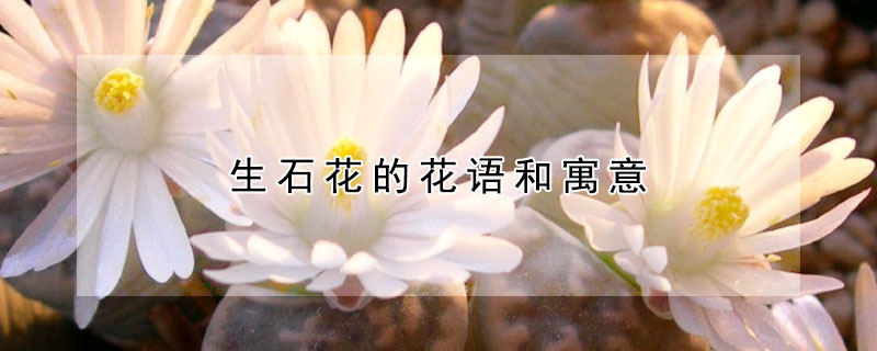 生石花的花語和寓意