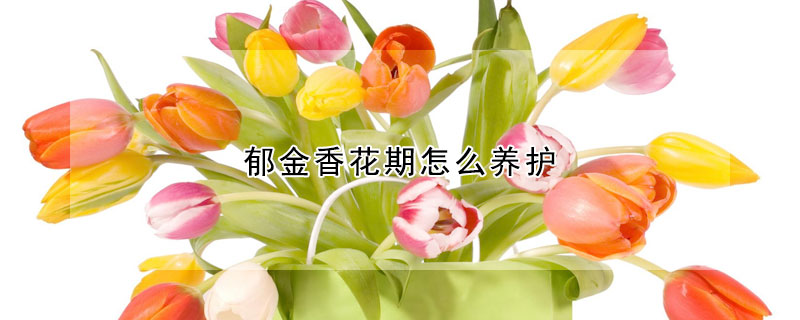 郁金香花期怎么養(yǎng)護(hù)