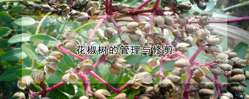 花椒樹的管理與修剪