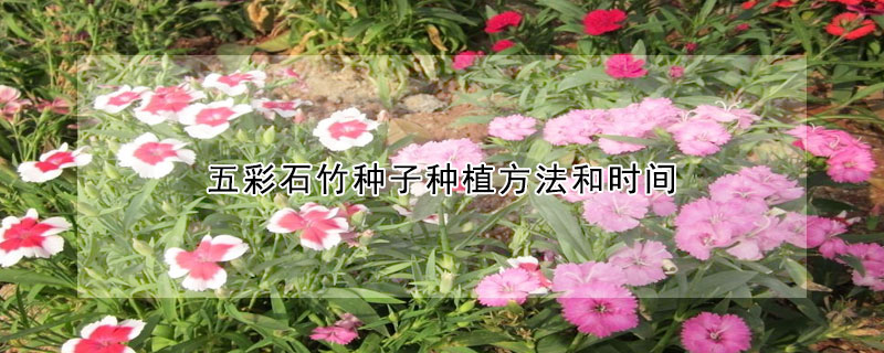 五彩石竹種子種植方法和時間