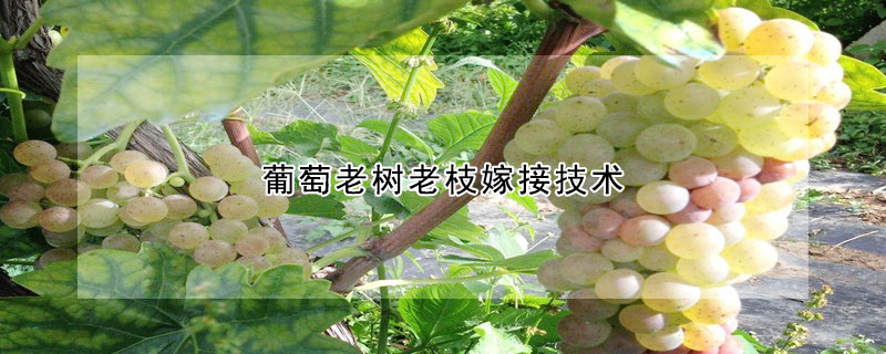 葡萄老樹老枝嫁接技術