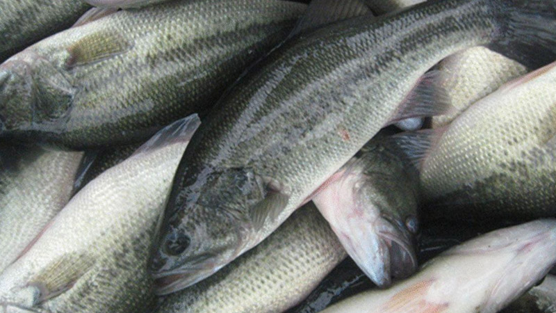 鱸魚是淡水魚還是海魚