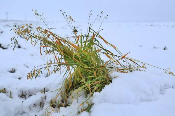 雪對農(nóng)作物的影響