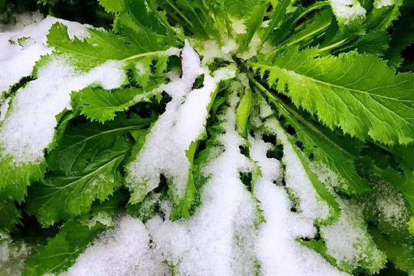 下雪對(duì)莊稼的好處