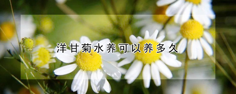 洋甘菊水養(yǎng)可以養(yǎng)多久