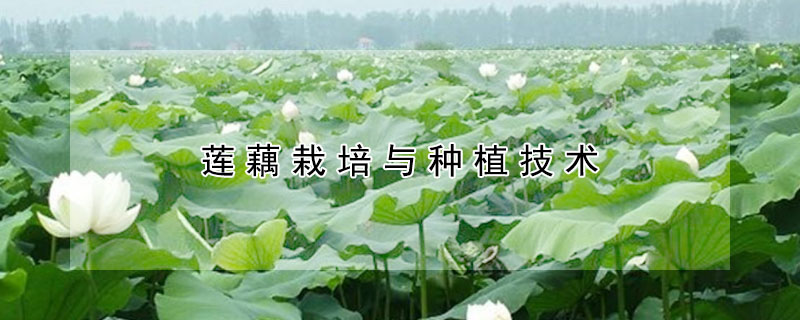 蓮藕栽培與種植技術