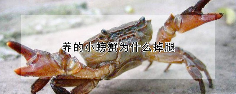 養(yǎng)的小螃蟹為什么掉腿