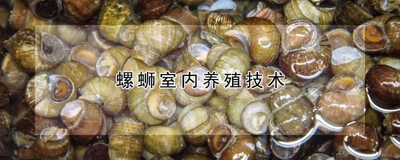 螺螄室內養(yǎng)殖技術