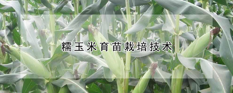 糯玉米育苗栽培技術(shù)