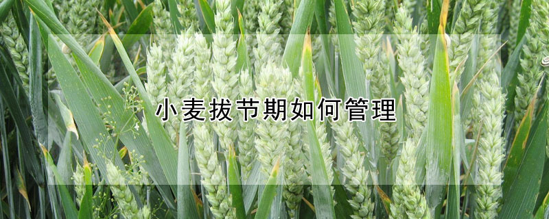 小麥拔節(jié)期如何管理