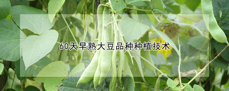 60天早熟大豆品種種植技術(shù)