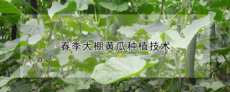 春季大棚黃瓜種植技術