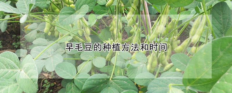 早毛豆的種植方法和時間