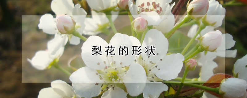 梨花的形狀