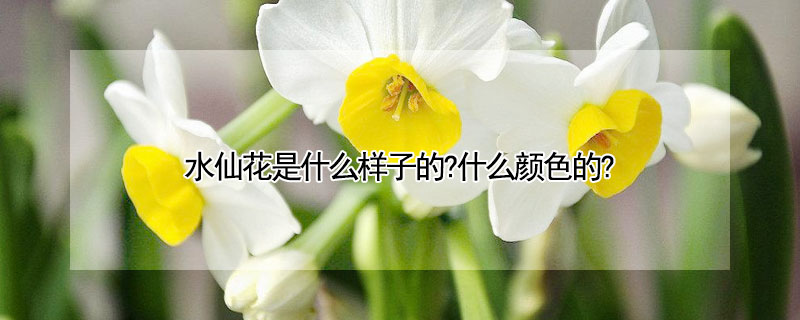 水仙花是什么樣子的?什么顏色的?