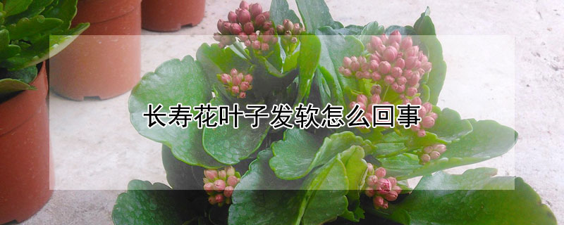 長壽花葉子發(fā)軟怎么回事