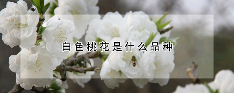 白色桃花是什么品種