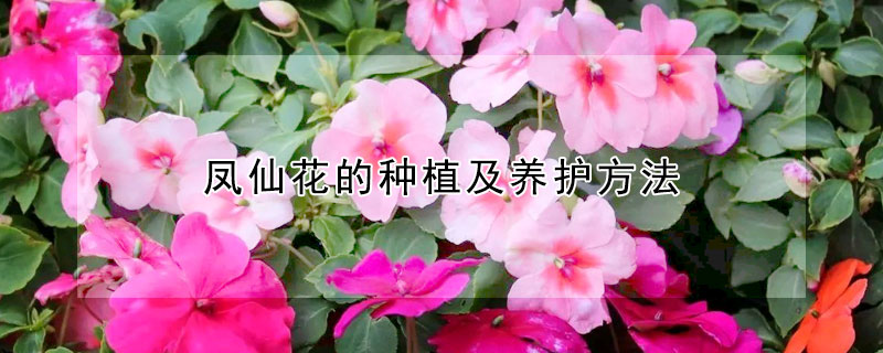 鳳仙花的種植及養(yǎng)護方法